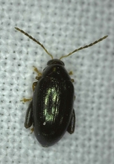 Psylliodes chrysocephala