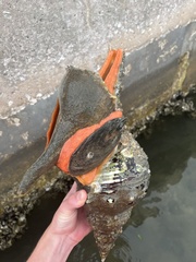 Triplofusus giganteus