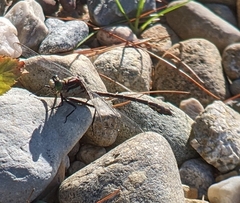 Dromogomphus spinosus