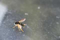 Chrysotoxum festivum