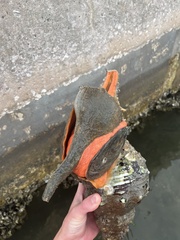 Triplofusus giganteus