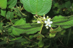 Miconia octona