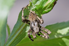 Araneidae