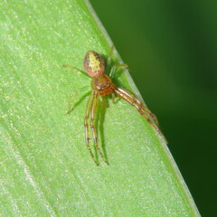 Diaea ambara