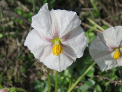 Lycianthes peduncularis