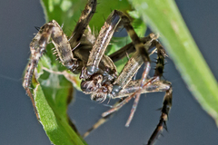 Araneidae