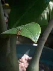 Oecophylla smaragdina