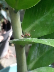 Oecophylla smaragdina