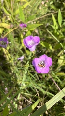 Agalinis tenuifolia