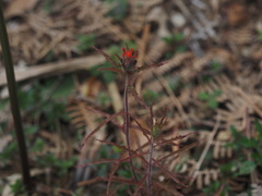 Castilleja arvensis