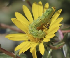 Heliothis phloxiphaga