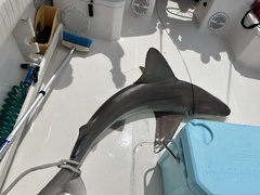 Carcharhinus plumbeus