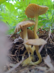 Hygrocybe caespitosa