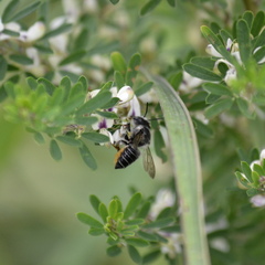 Megachile mendica