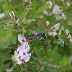 Megachile mendica