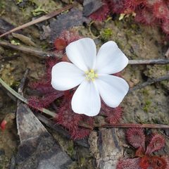 Drosera aberrans