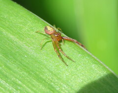 Diaea ambara