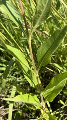 Helianthus pauciflorus