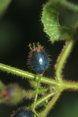 Miconia octona