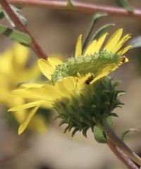 Heliothis phloxiphaga