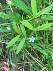 Campanula aparinoides