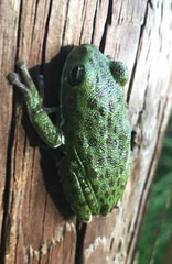 Hyla gratiosa