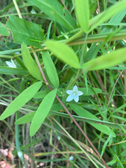 Campanula aparinoides