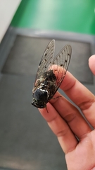 Hyalessa maculaticollis
