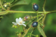 Miconia octona