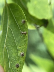 Celticecis aciculata