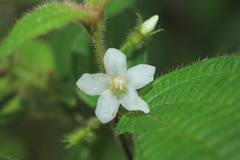 Miconia octona