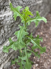 Lactuca ludoviciana