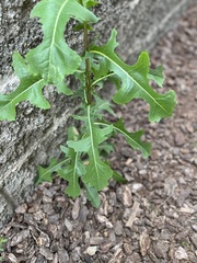 Lactuca ludoviciana