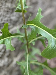 Lactuca ludoviciana