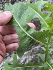 Lactuca ludoviciana