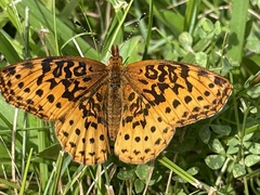 Boloria bellona