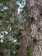 Callirhytis quercusbatatoides