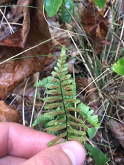 Asplenium platyneuron