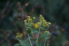 Verbesina occidentalis