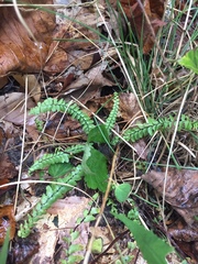 Asplenium platyneuron