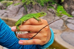 Iguanidae