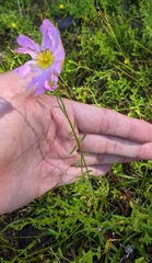 Sabatia kennedyana