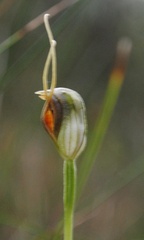 Pterostylis oblonga