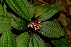 Bertolonia acuminata