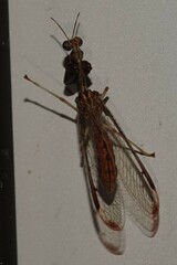 Dicromantispa interrupta