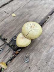 Neolentinus lepideus