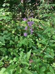 Platanthera psycodes