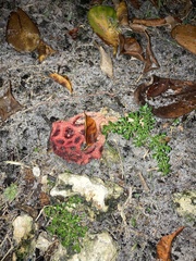 Clathrus crispus