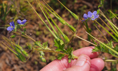 Erodium crinitum