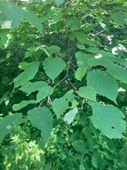 Corylus cornuta